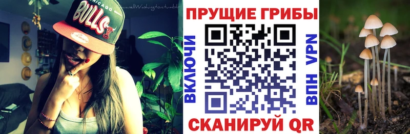 Псилоцибиновые грибы MAGIC MUSHROOMS  Купить где  Сланцы 